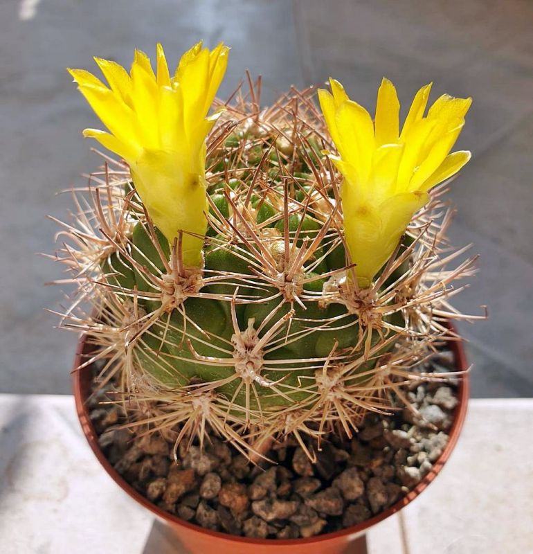 Una foto de Weingartia lanata
