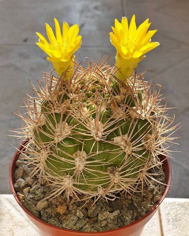 Una foto de Weingartia lanata