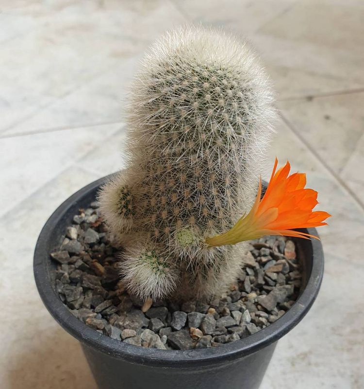 Una foto de Rebutia muscula