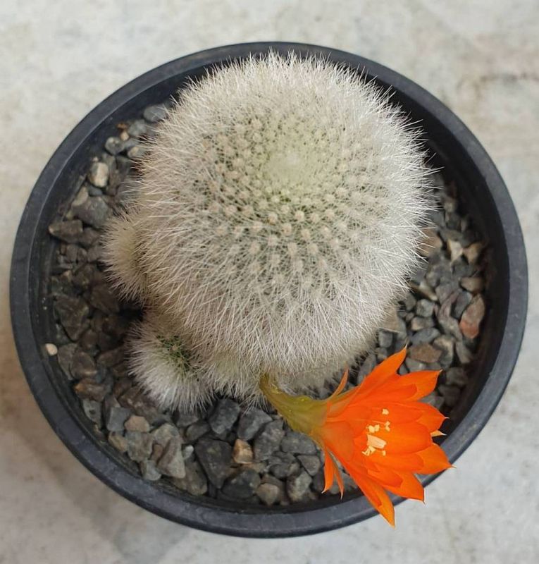 Una foto de Rebutia muscula
