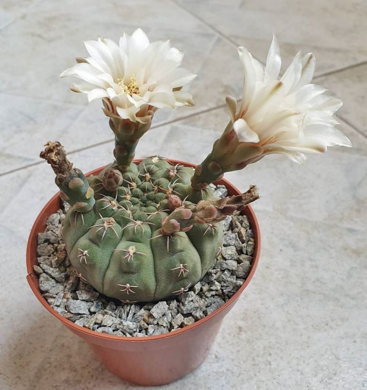 Una foto de Gymnocalycium quehlianum