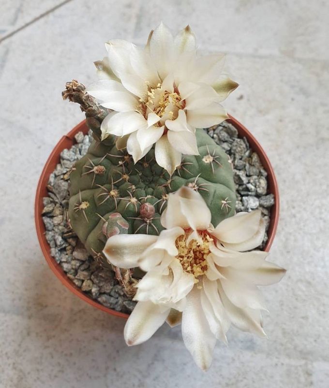 Una foto de Gymnocalycium quehlianum
