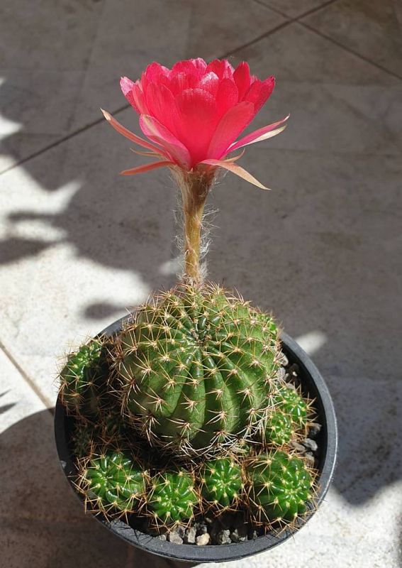 A photo of Echinopsis ancistrophora