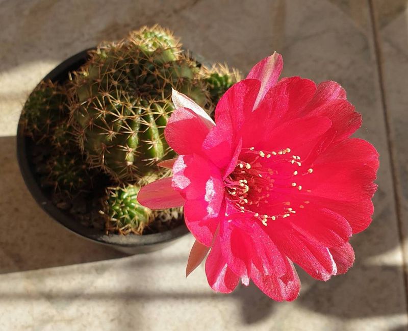 A photo of Echinopsis ancistrophora