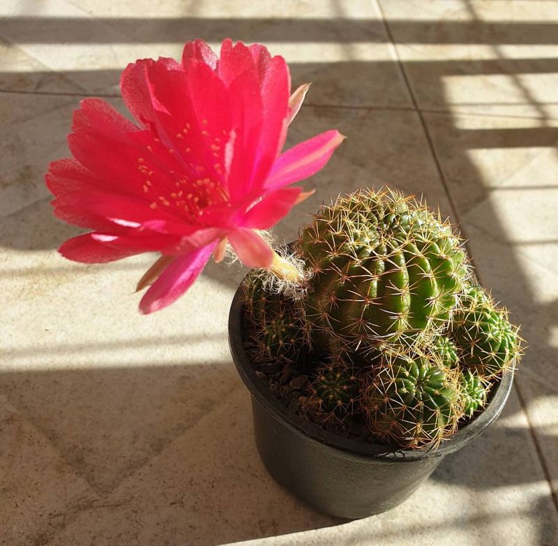 A photo of Echinopsis ancistrophora