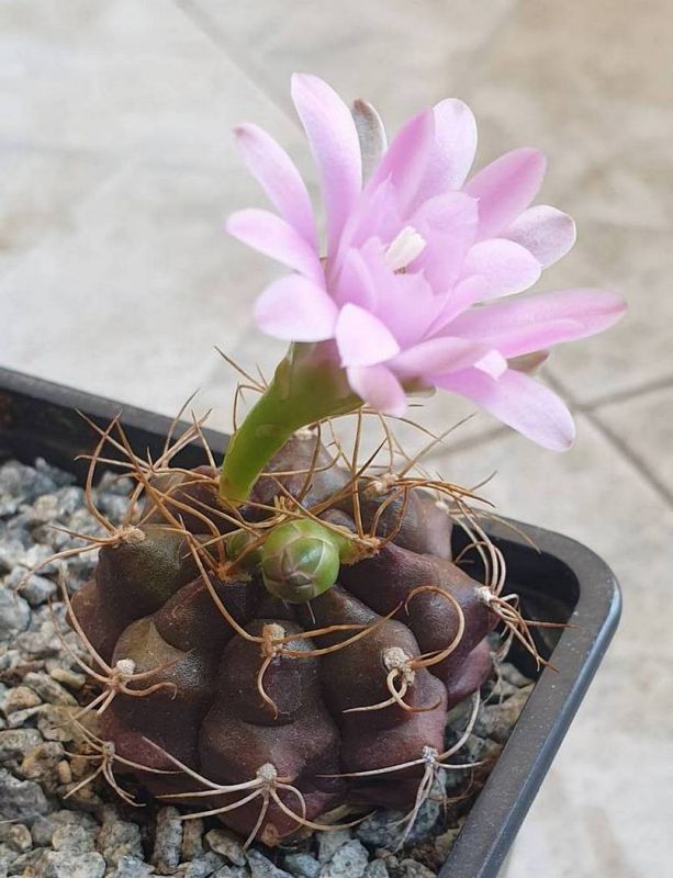 Una foto de Gymnocalycium anisitsii ssp. damsii
