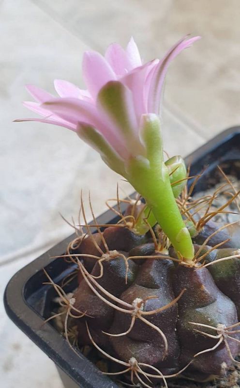 Una foto de Gymnocalycium anisitsii ssp. damsii