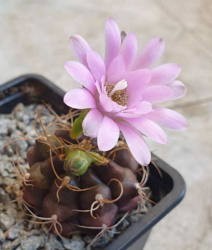 Una foto de Gymnocalycium anisitsii ssp. damsii