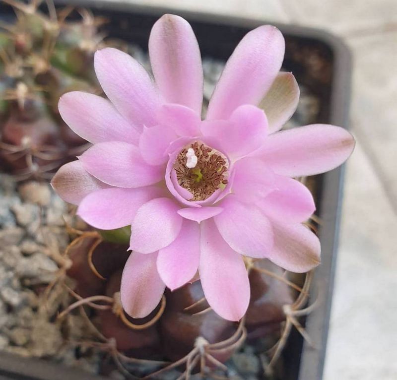 Una foto de Gymnocalycium anisitsii ssp. damsii