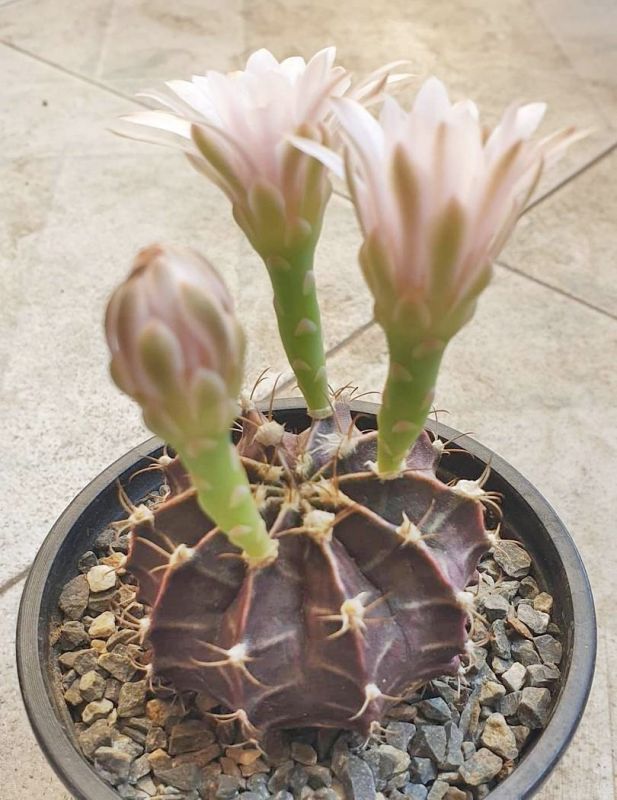 A photo of Gymnocalycium mihanovichii