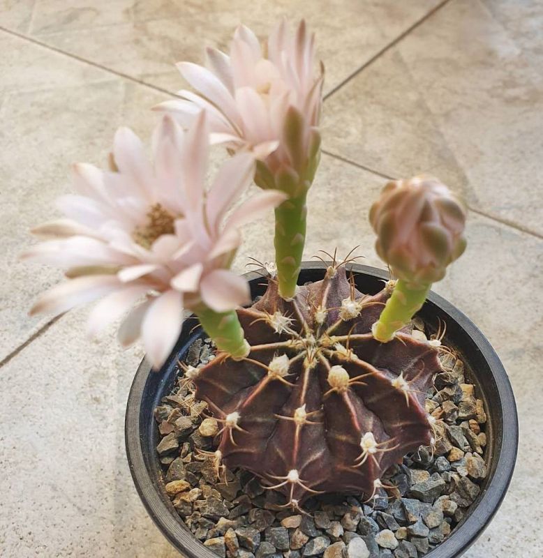 A photo of Gymnocalycium mihanovichii