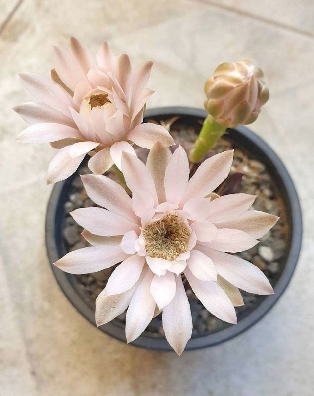 A photo of Gymnocalycium mihanovichii