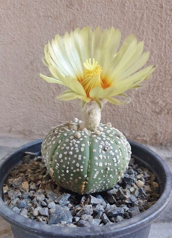 Una foto de Astrophytum asterias cv. superkabuto