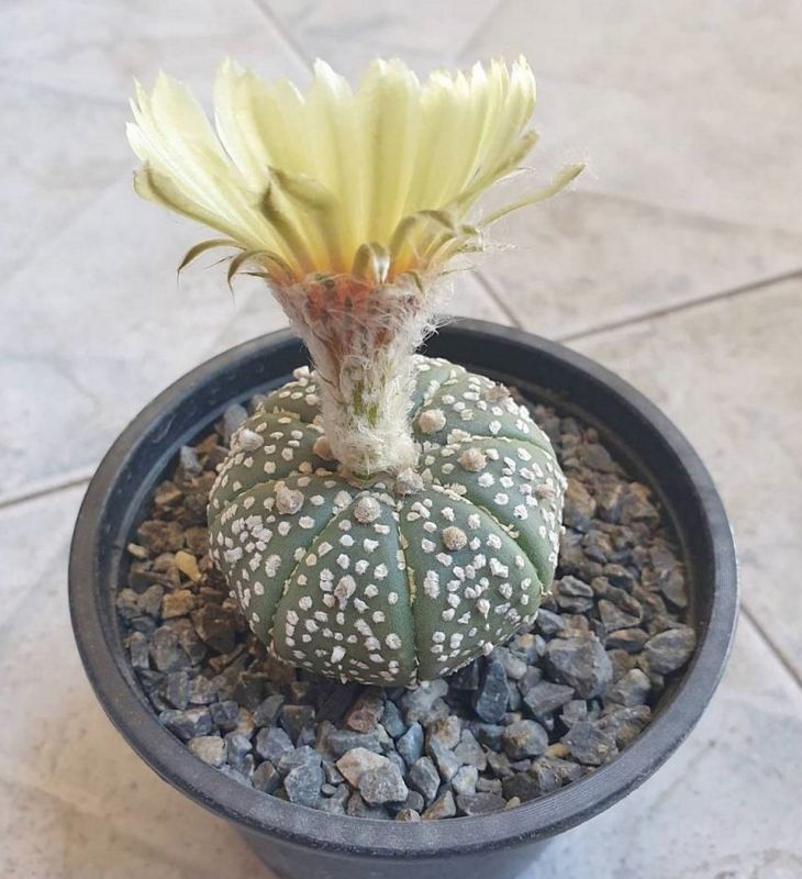 Una foto de Astrophytum asterias cv. superkabuto