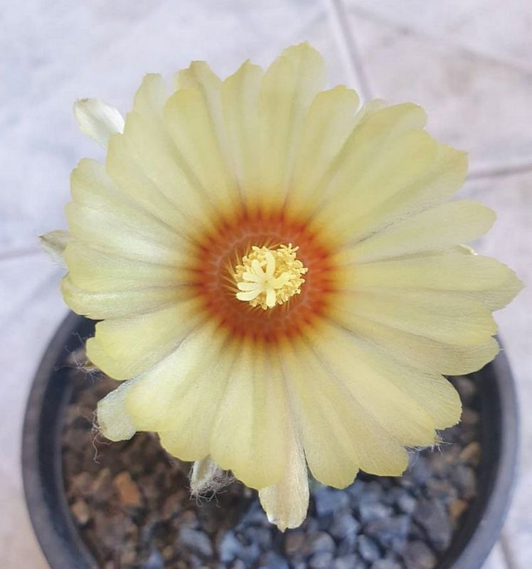 Una foto de Astrophytum asterias cv. superkabuto
