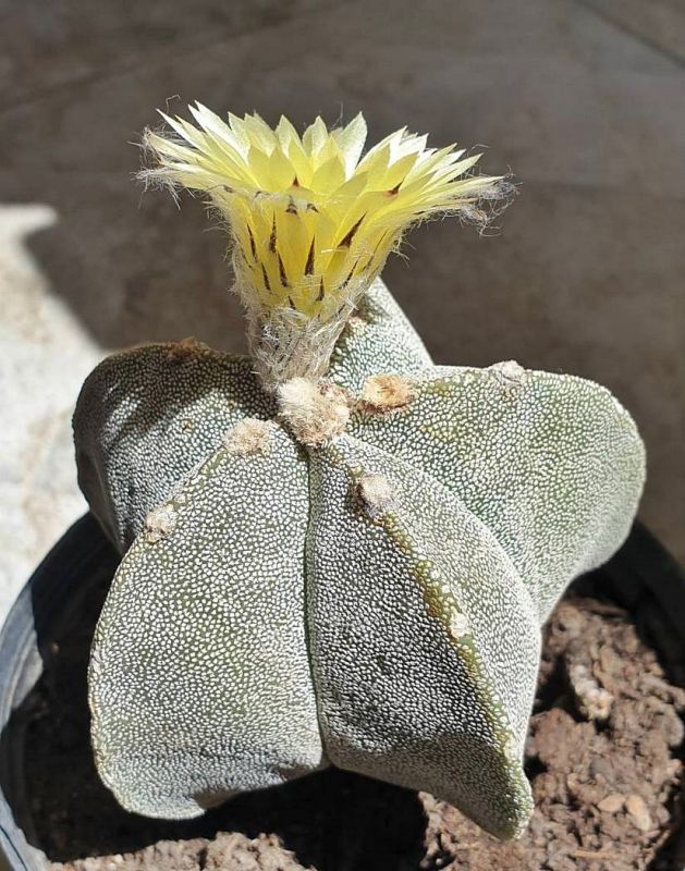 Una foto de Astrophytum myriostigma