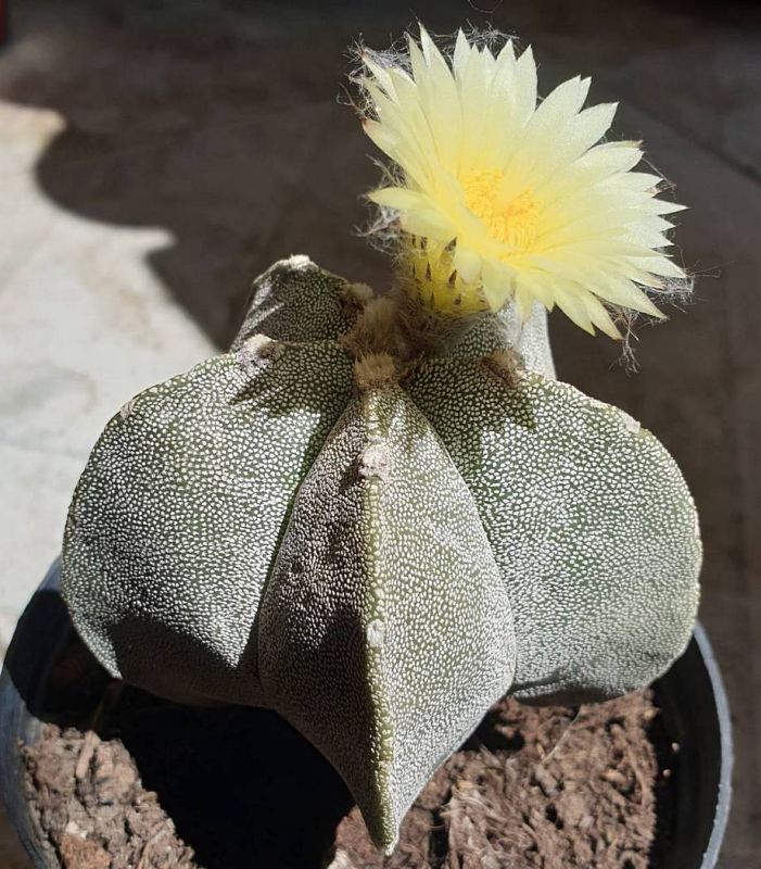 Una foto de Astrophytum myriostigma