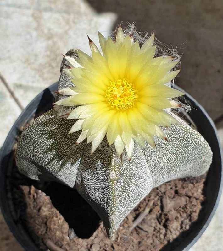Una foto de Astrophytum myriostigma