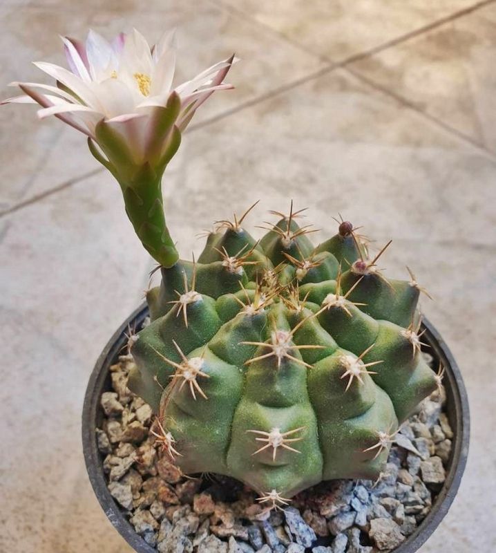 Foto de un cactus que se está identificando actualmente