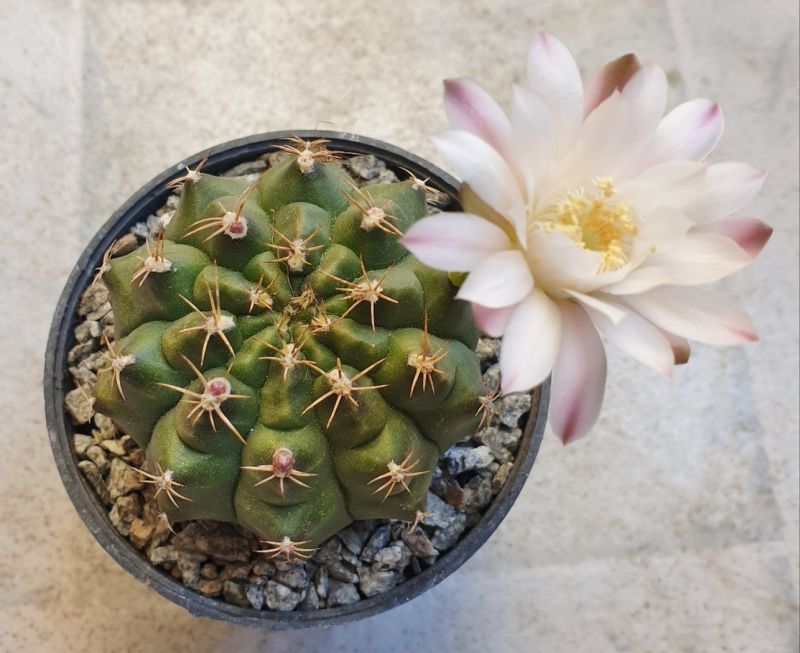 Foto de un cactus que se está identificando actualmente