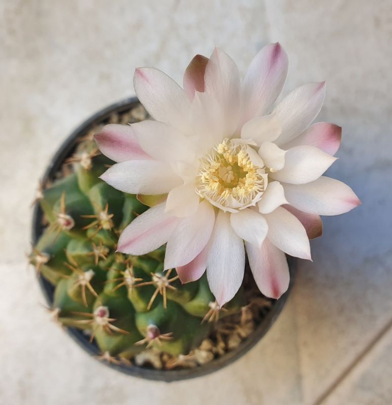 Foto de un cactus que se está identificando actualmente