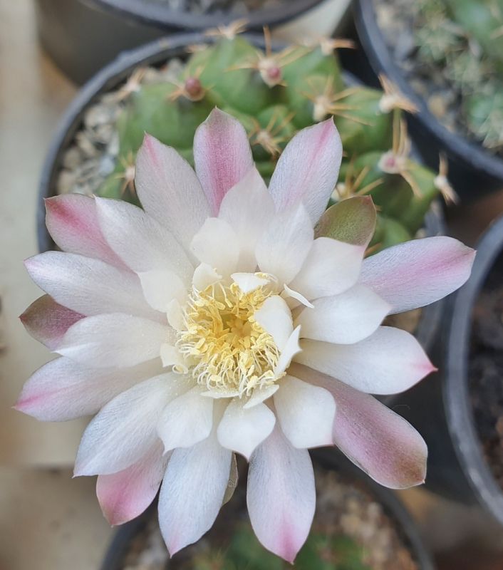 Foto de un cactus que se está identificando actualmente