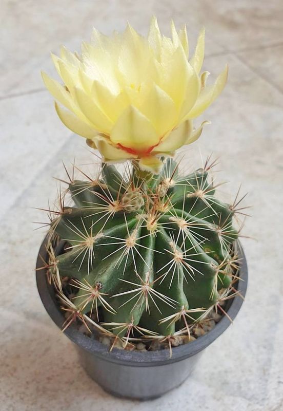 Una foto de Thelocactus setispinus