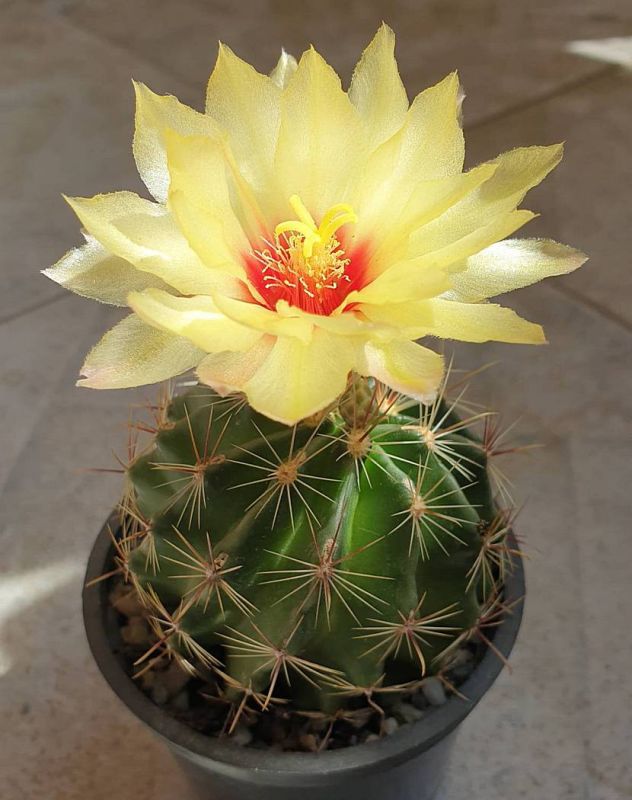 Una foto de Thelocactus setispinus