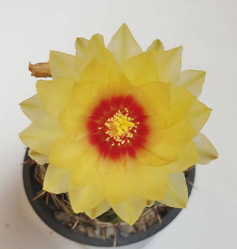 Una foto de Thelocactus setispinus