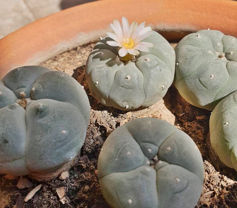 Una foto de Lophophora williamsii