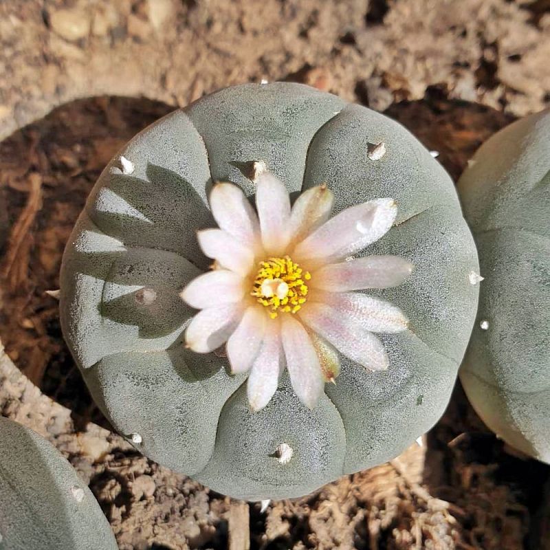 Una foto de Lophophora williamsii