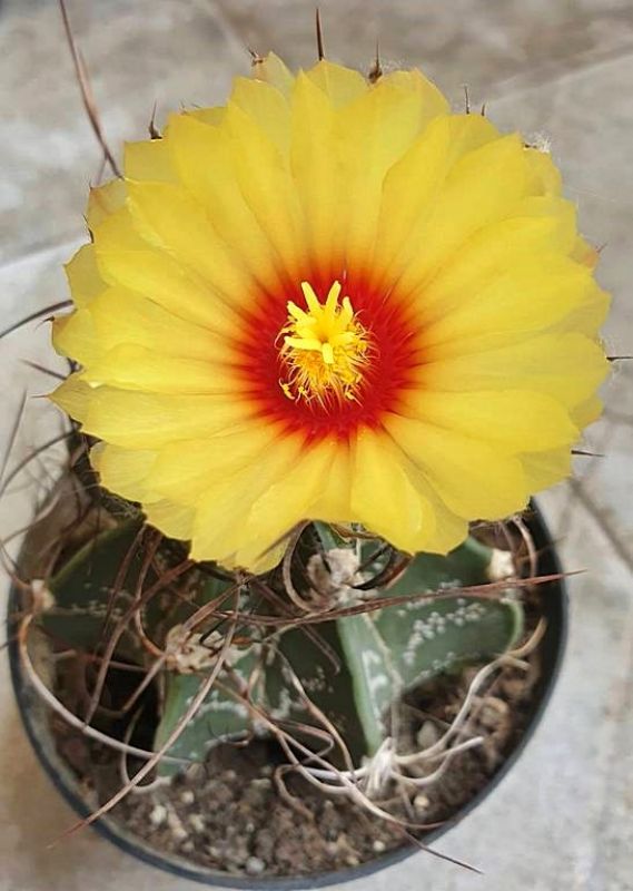 Una foto de Astrophytum capricorne