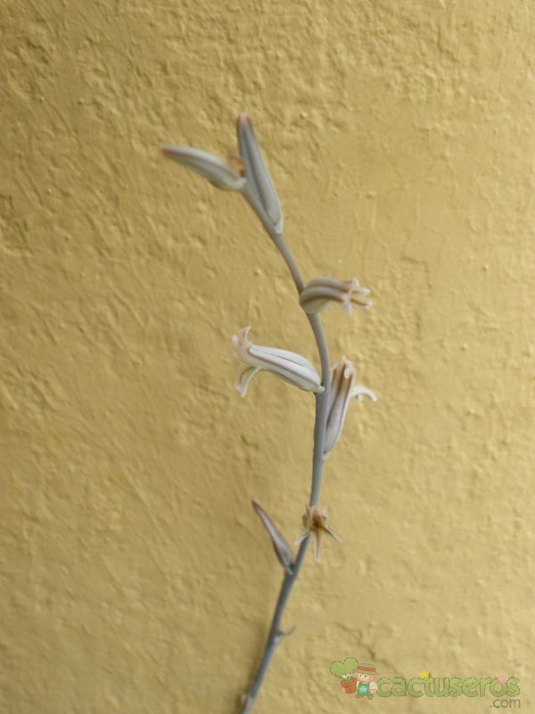 Una foto de Haworthia mutica