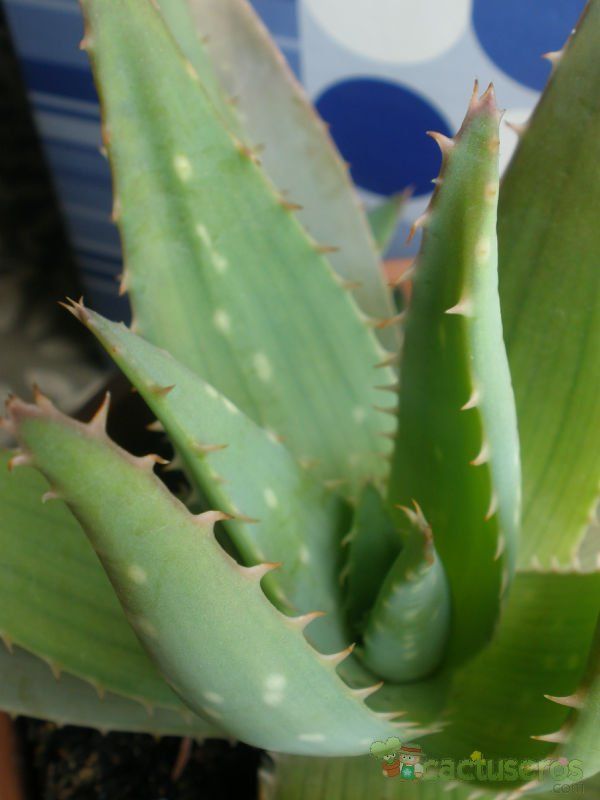 Una foto de Aloe brevifolia var. depressa
