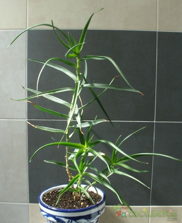 A photo of Aloiampelos striatula
