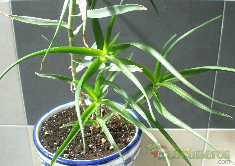 A photo of Aloiampelos striatula