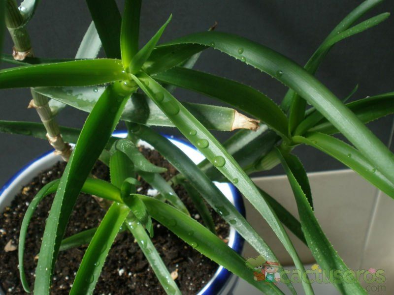 A photo of Aloiampelos striatula