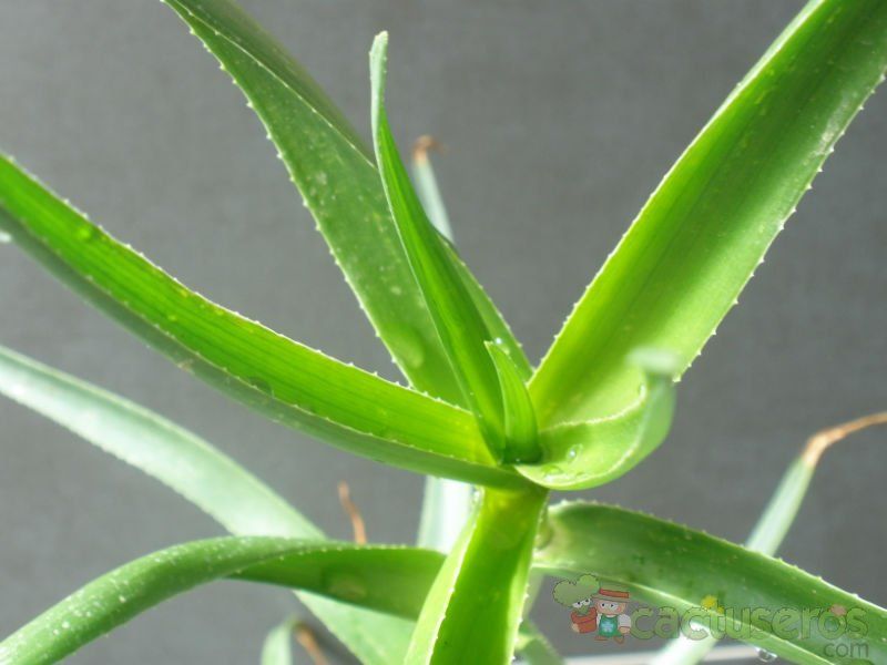 A photo of Aloiampelos striatula