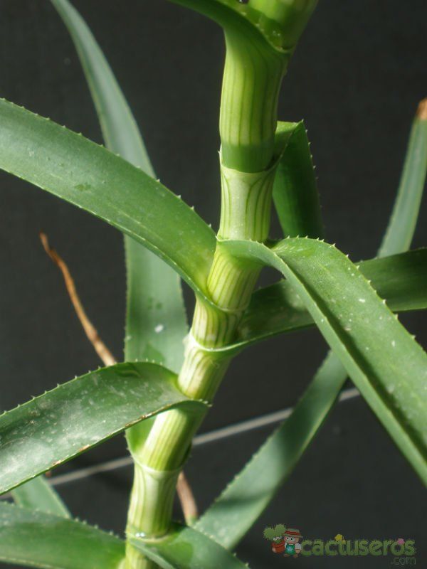 A photo of Aloiampelos striatula