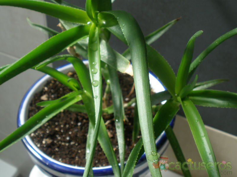 A photo of Aloiampelos striatula