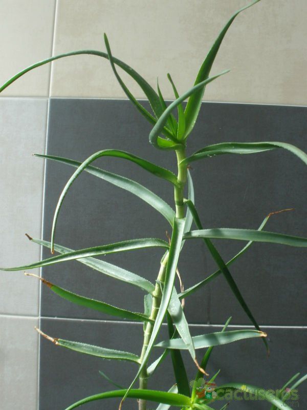 A photo of Aloiampelos striatula