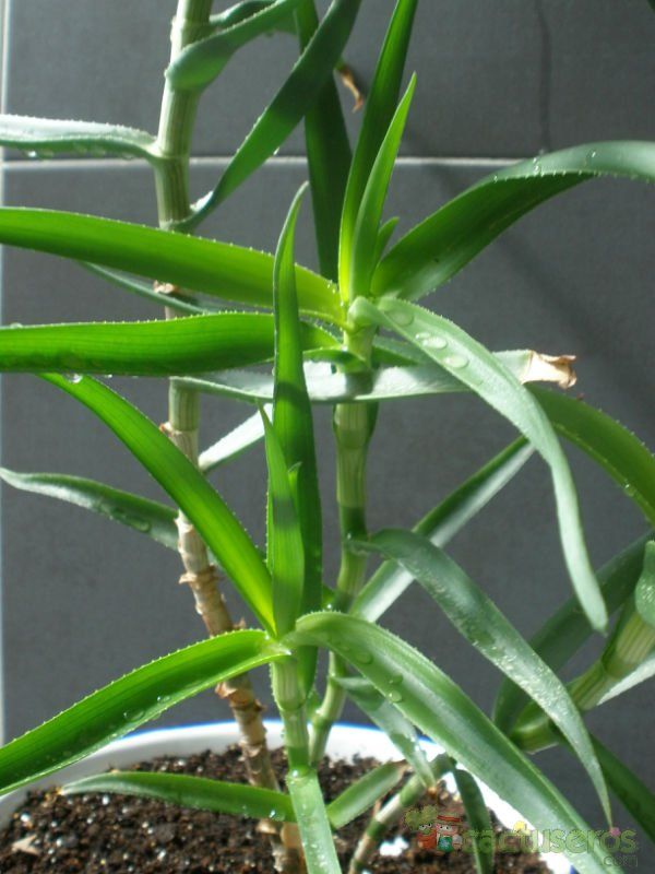 A photo of Aloiampelos striatula