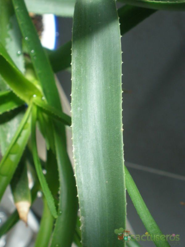 A photo of Aloiampelos striatula