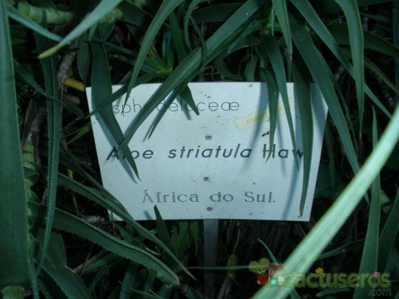 A photo of Aloiampelos striatula