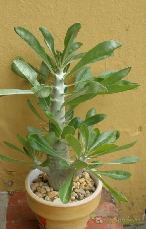 Una foto de Pachypodium saundersii