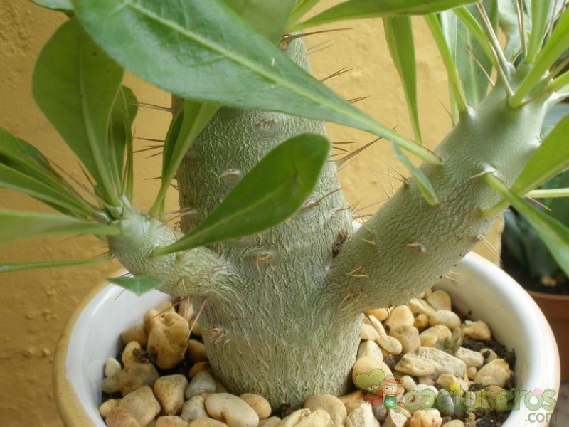 Una foto de Pachypodium saundersii