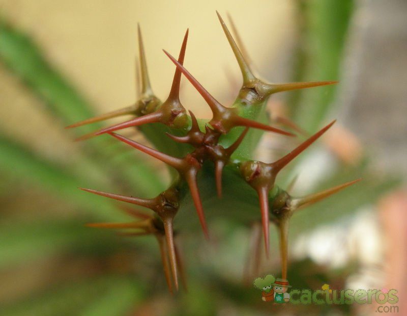 Una foto de Euphorbia curvirama  