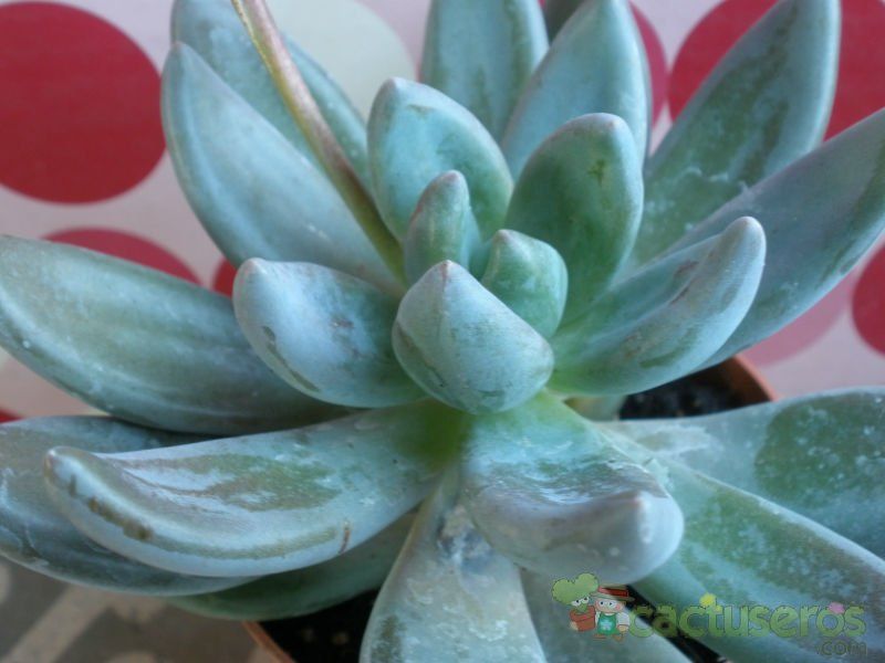 Una foto de Sedeveria cv. blue mist