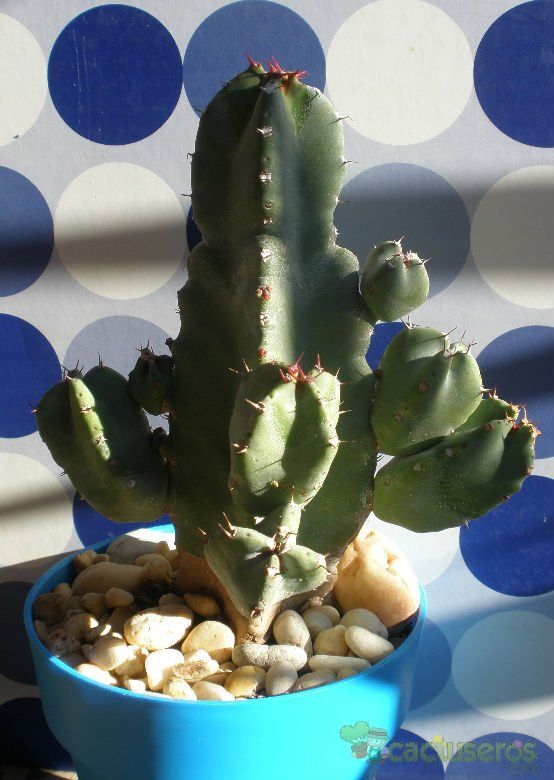 A photo of Euphorbia resinifera