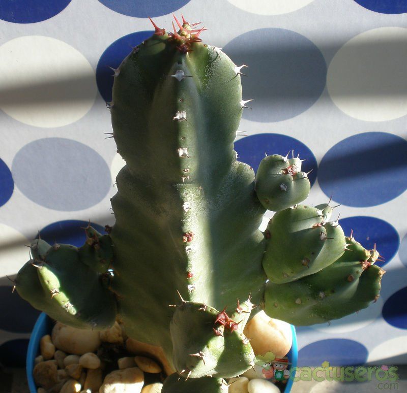 A photo of Euphorbia resinifera